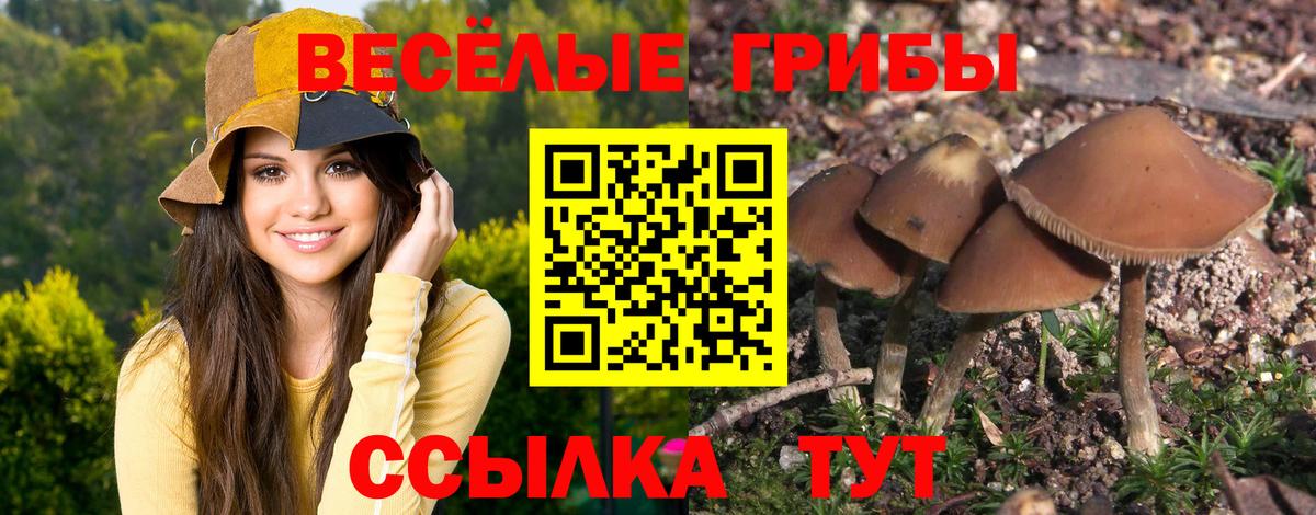 Псилоцибиновые грибы Psilocybe Ликино-Дулёво